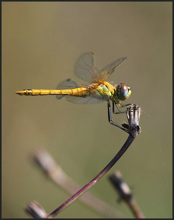 Sympetrum fonscolombii
